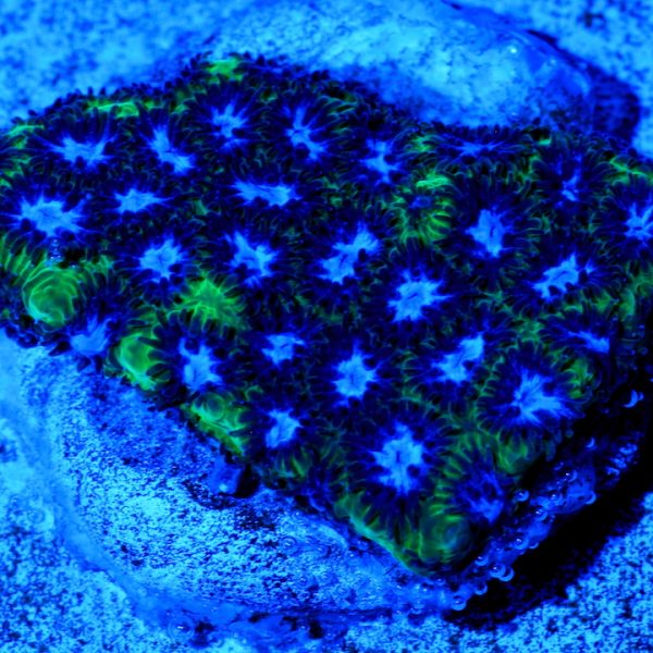 PC Blue Gargoyle Leptastrea