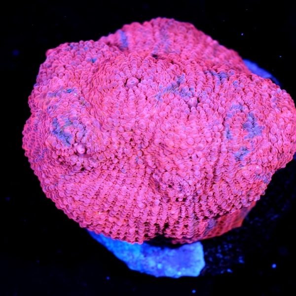 PC Cotton Candy Chalice