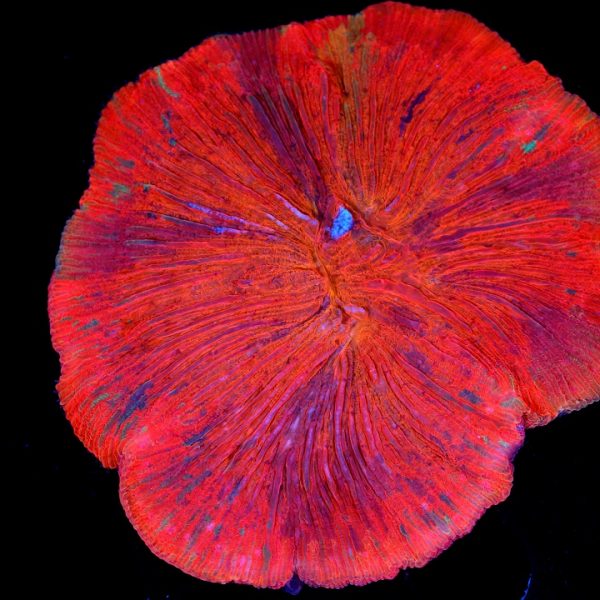 PC Dantes Inferno Diaseris