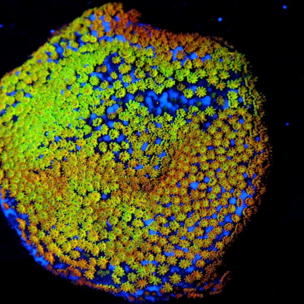 PC Exceptional Rainbow Montipora