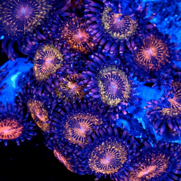 PC Galactic Lovechild Palythoa