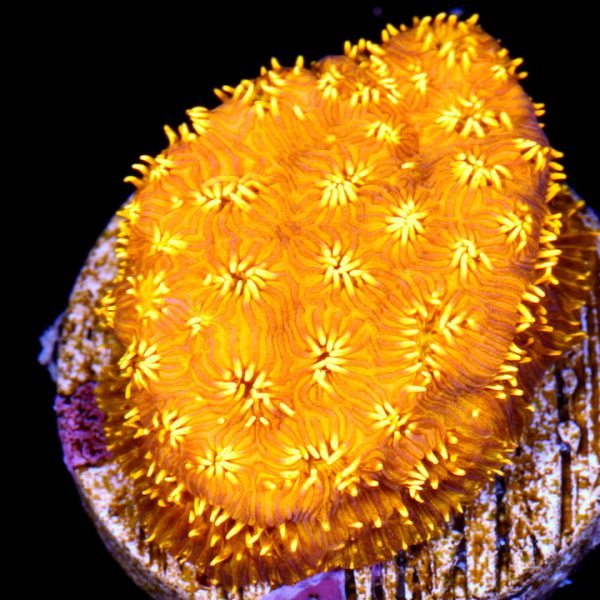 PC Gold Nugget Pavona