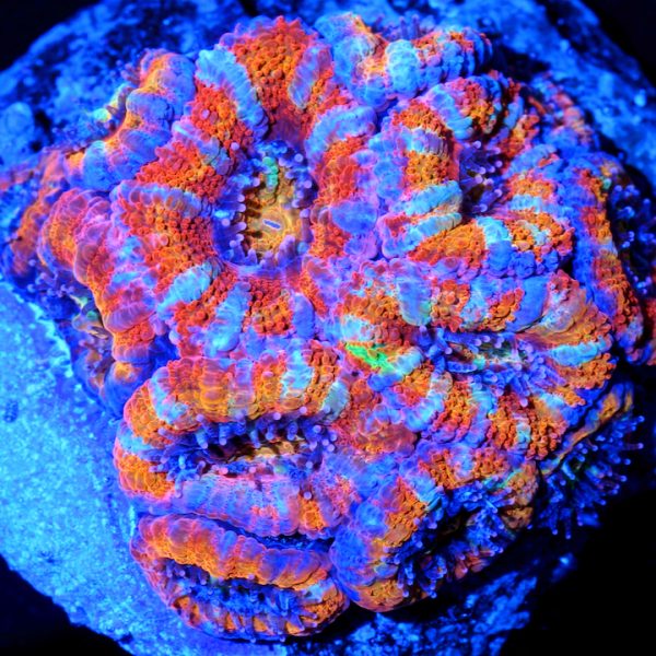 PC In Your Eyes Acan