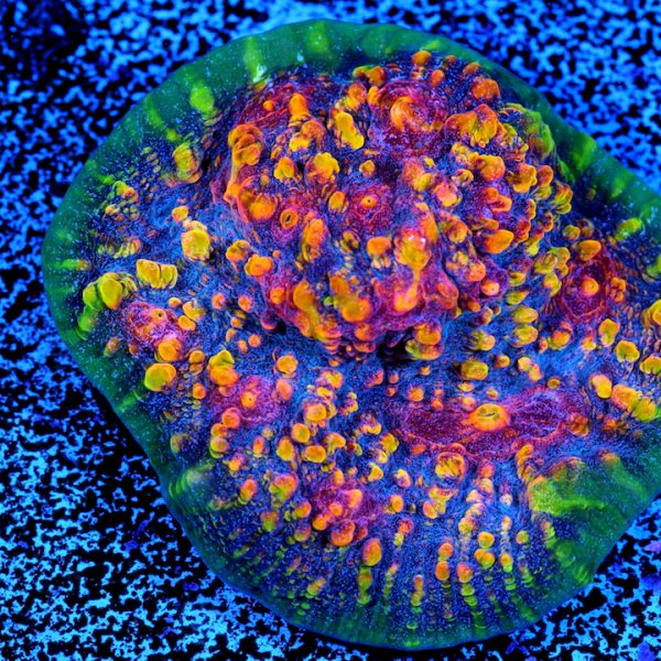 PC Magnificent Chalice