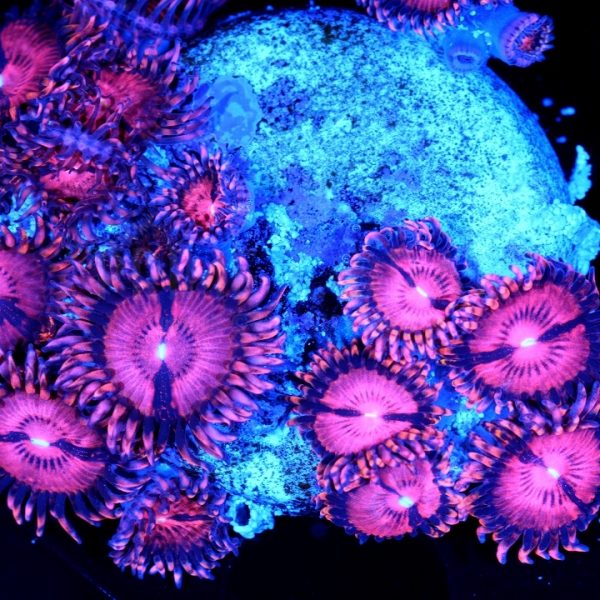 PC Pink Spiker Palythoa