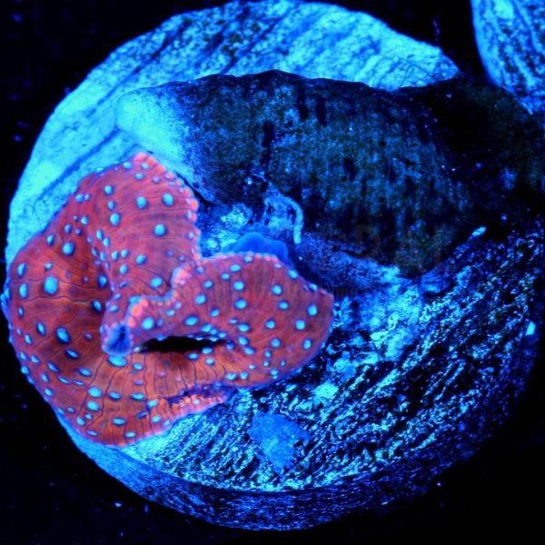 PC Radioactive Speckled Mushroom