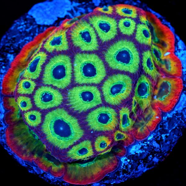 PC Rainbow Orgy Favia