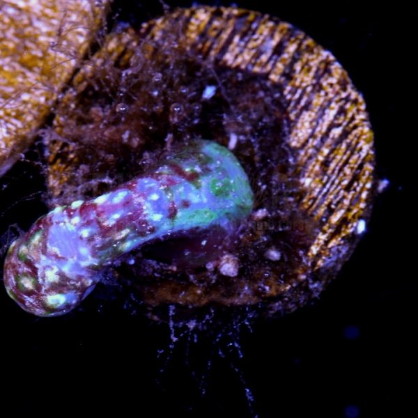 PC Rainbow Snake Polyp