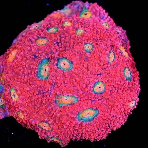 PC Rainbow Wormhole Chalice