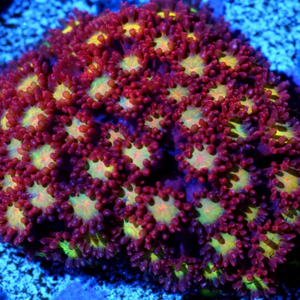 PC Roz Pink Lips Goniopora