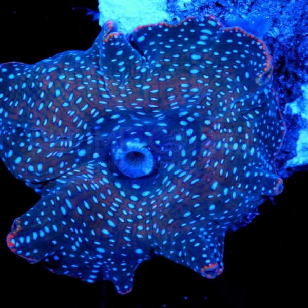 PC Speckled Bandit Mushroom