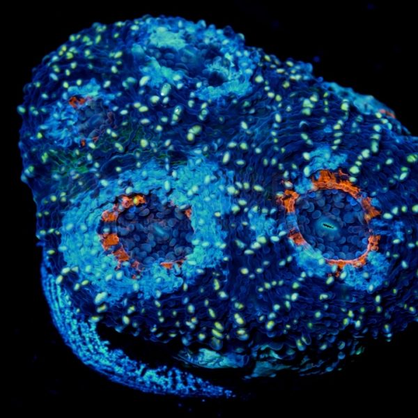 PC Summoner Acanthastrea Echinata