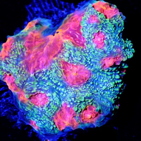 PC Sweet Dream Chalice