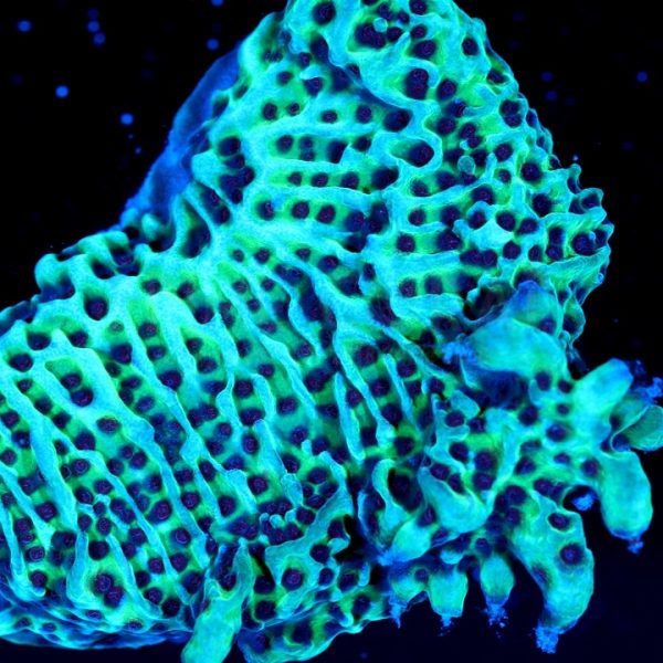 PC Synchronicity Montipora