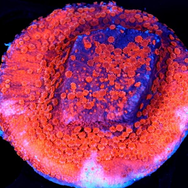 PC Tangerine Dream Montipora