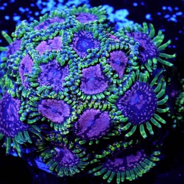 PC Space Monster Palythoa