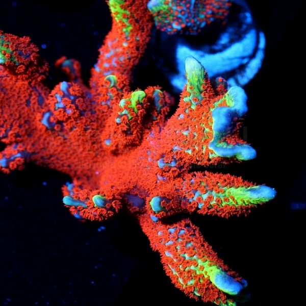 PC Ultimate Bubblegum Montipora Digitata