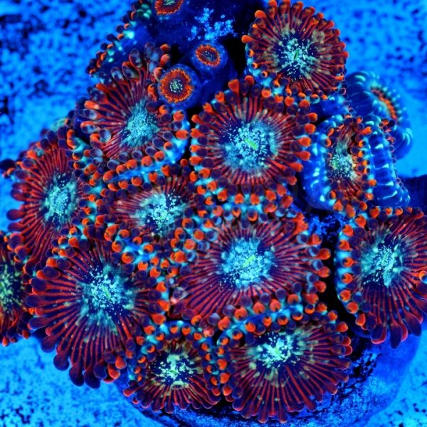 PC Ultra Magician Palythoa