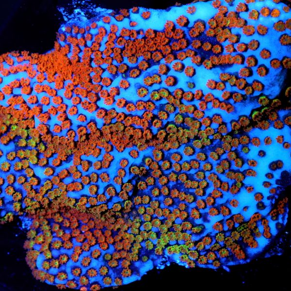 PC Ultra Rainbow Montipora