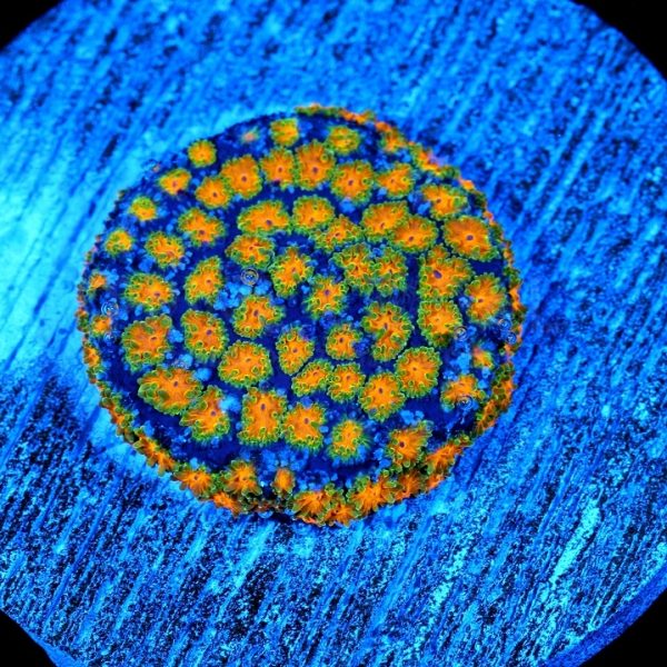 PC Wildflower Rainbow Leptastrea