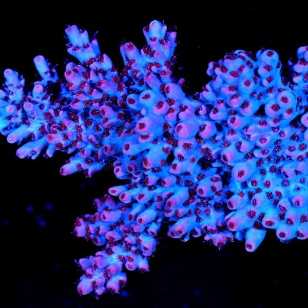 WWC French Tickler Acropora