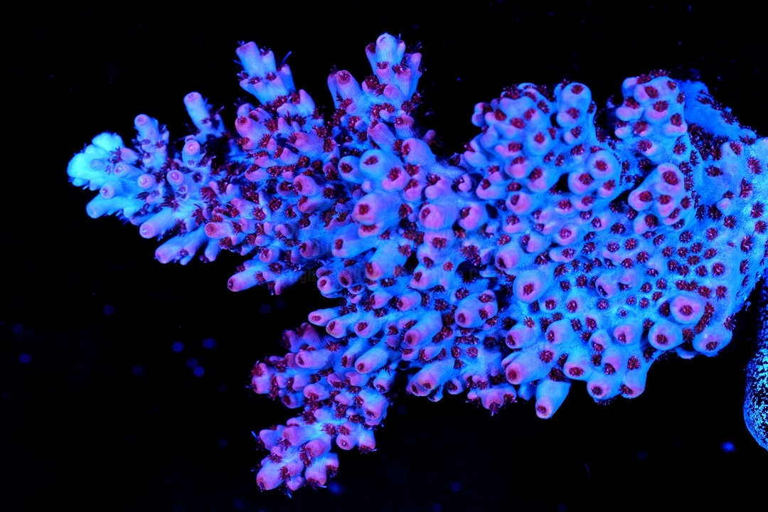 Acropora | Prime Coral