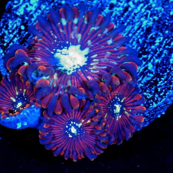 WWC Magicians Zoanthids