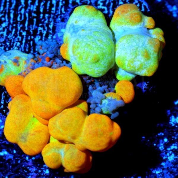 WWC OG Bounce Mushroom