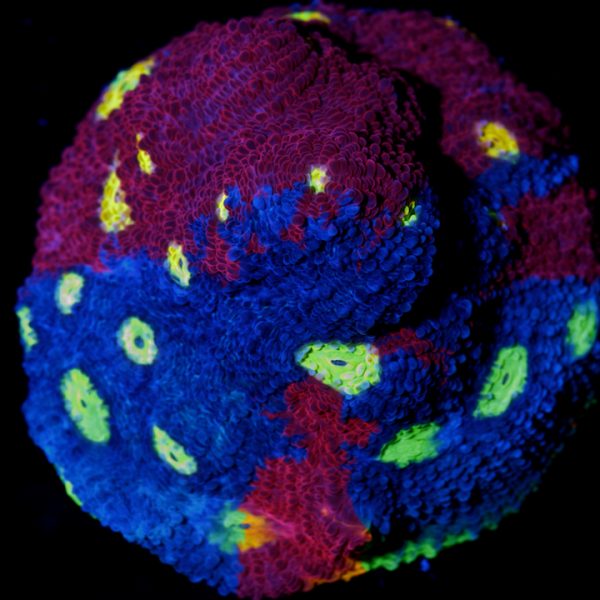 WWC Supa Fly Chalice