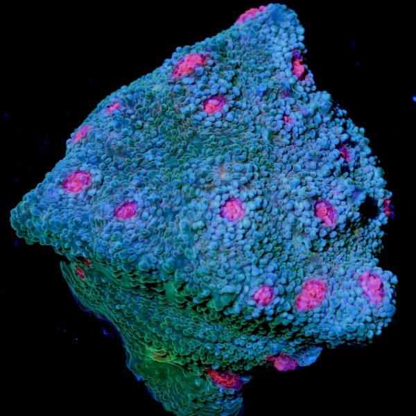 PC Cherry Tree Chalice