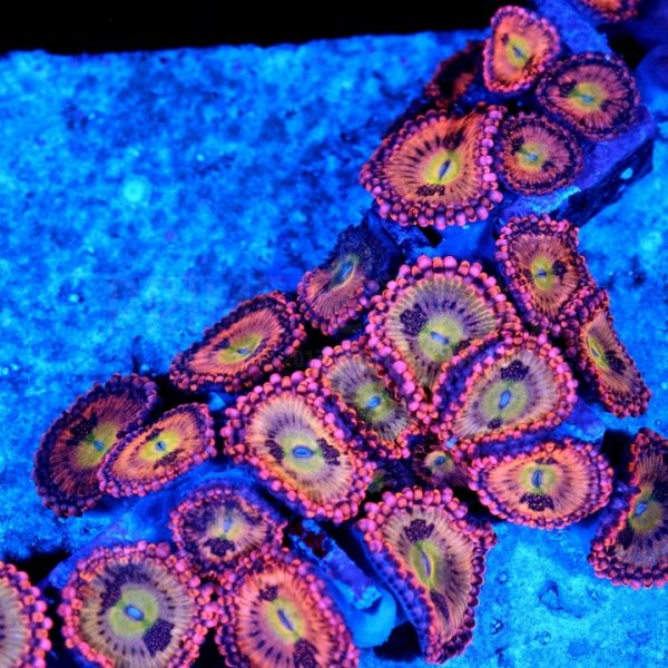 PC Crybabies Zoanthid