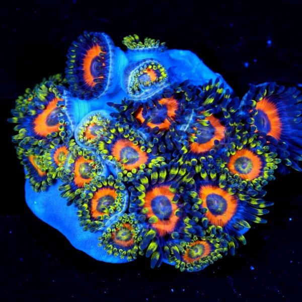 PC Goldilocks Zoanthis