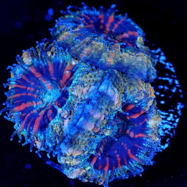 PC Owl Eye Acanthastrea