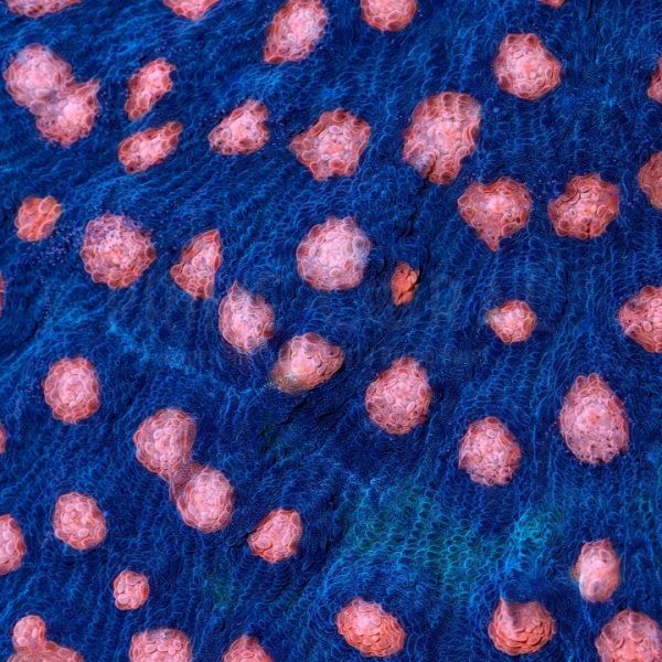 PC Pixie Dust Chalice