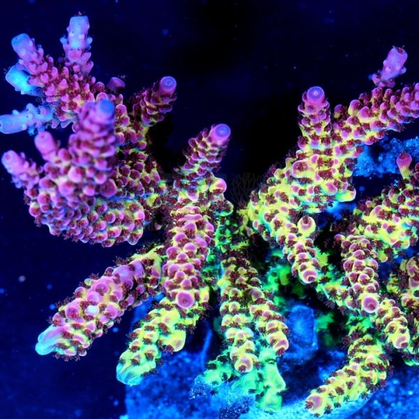 PC Rainbow Teaser Acropora