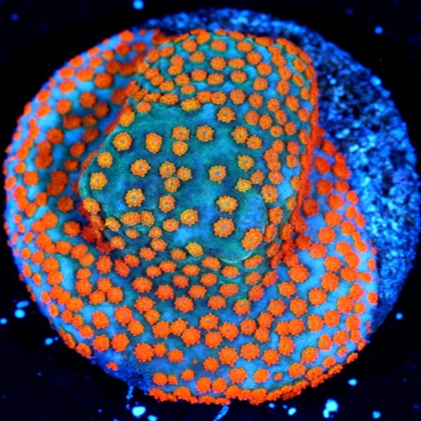 PC RobsReef Montipora