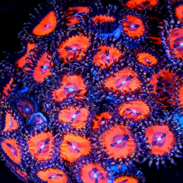 PC Tears of the Sun Palythoa