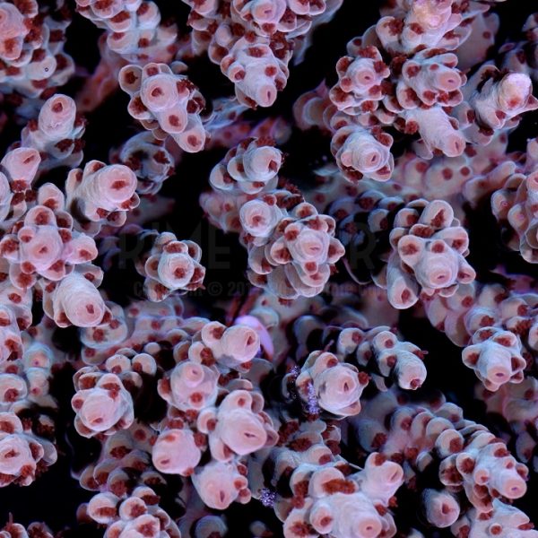 PC Threadbearer Acropora