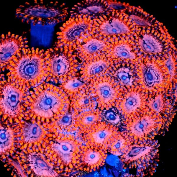 PC Ultra Chaos Palythoa