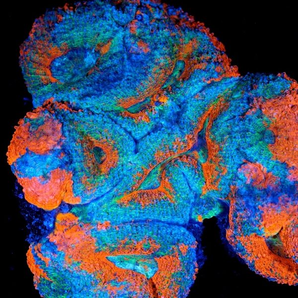 PC Warhammer Bowerbanki Acanthastrea