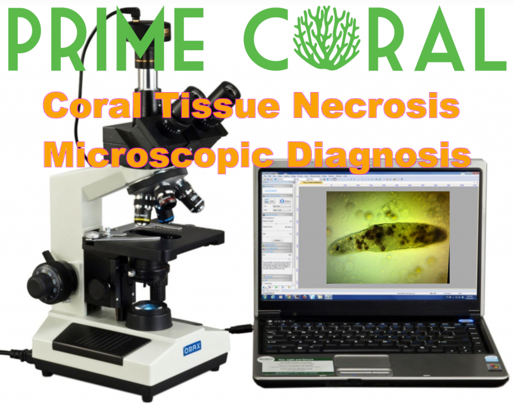 Coral Tissue Necrosis Microscopic Diagnosis Prime Coral