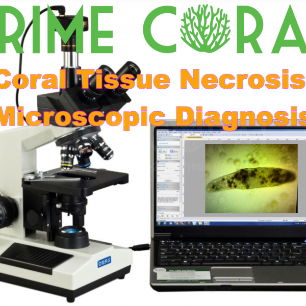Coral Tissue Necrosis Microscopic Diagnosis